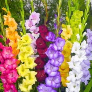 🌿 Gladiola Stems (Natural Colors) – Rs 50 per Stem