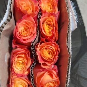 🧡 Orange Rose – Rs 400 per Stem