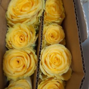 🌼 Yellow Rose – Rs 400 per Stem