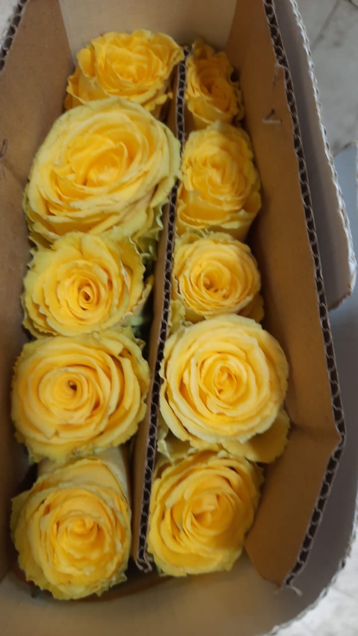 🌼 Yellow Rose – Rs 400 per Stem