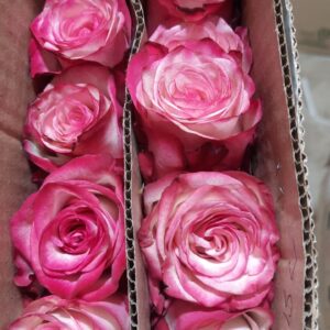 🌸 Double Shade Pink Rose – Rs 400 per Stem