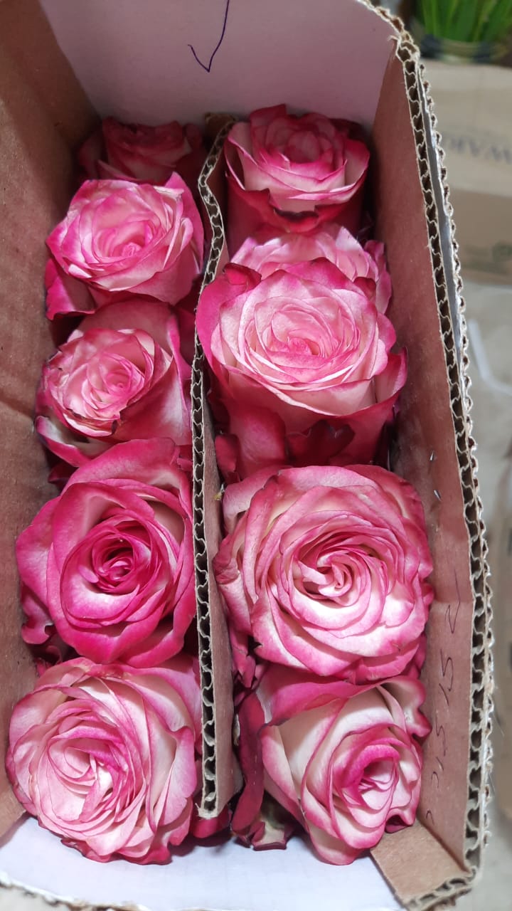 🌸 Double Shade Pink Rose – Rs 400 per Stem