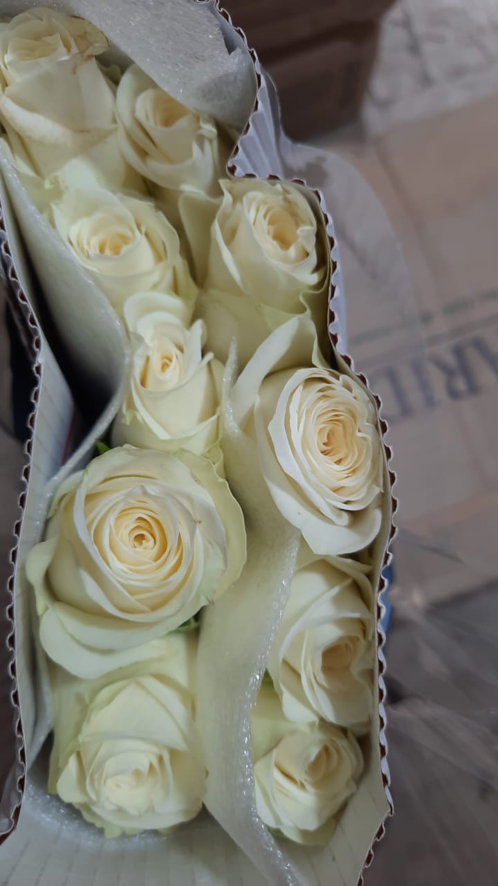 🤍 White Rose – Rs 400 per Stem