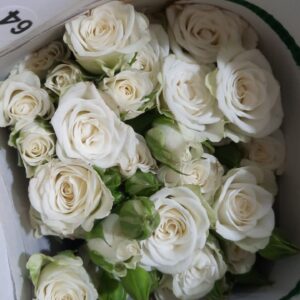 🤍 Spray Rose White – Rs 500 per Stem