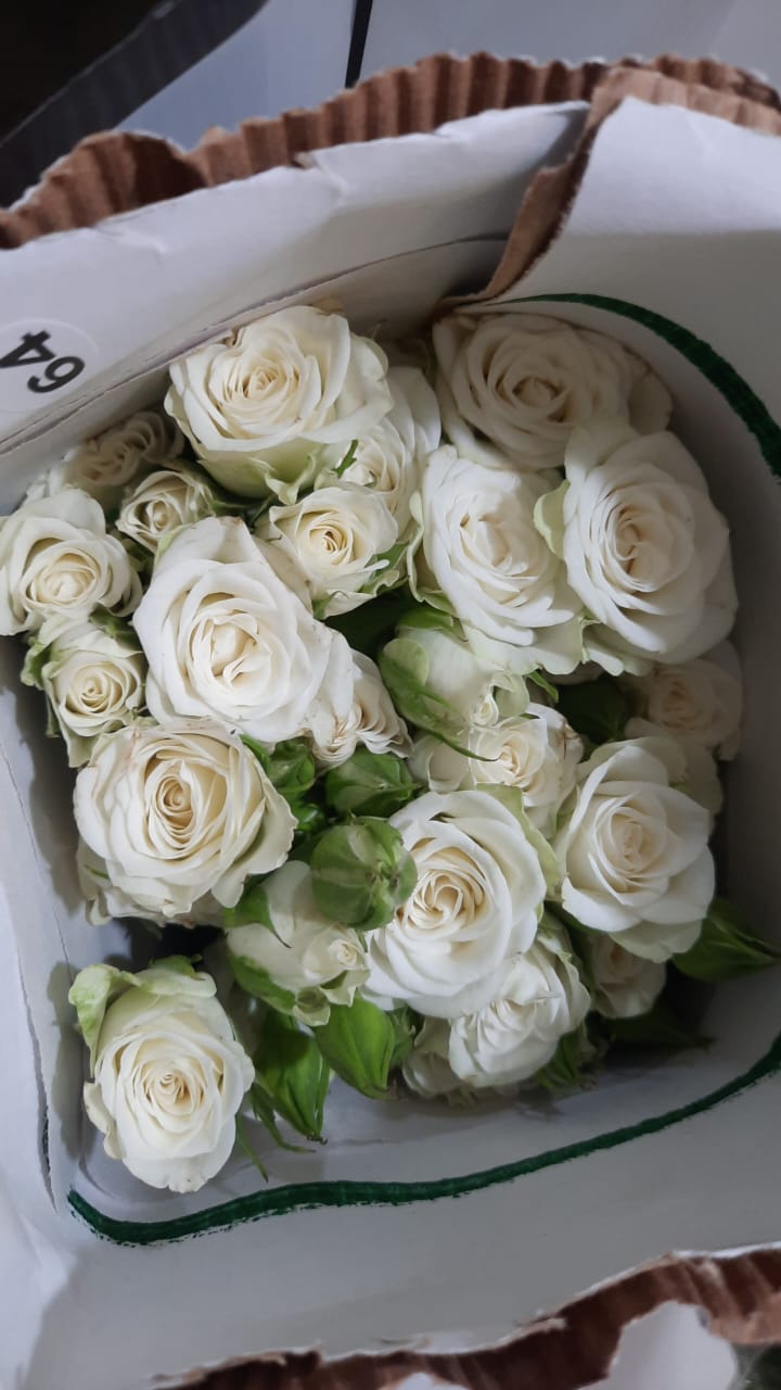 🤍 Spray Rose White – Rs 500 per Stem