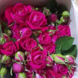 🌺 Spray Rose Dark Pink – Rs 500 per Stem