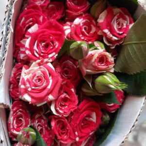 Double shade Spray rose