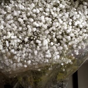 Gypsophelia - Rs: 450 per Stem