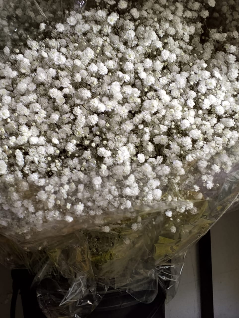 Gypsophelia - Rs: 450 per Stem