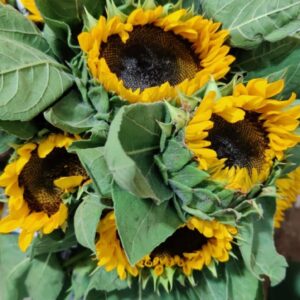 🌻 Sunflower – Rs 150 per Stem