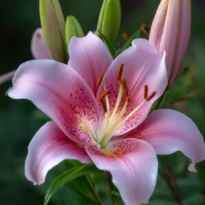 Pink Star Gazer Lily - Rs500 per stem