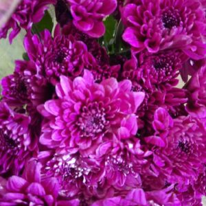 🌼 Chrysanthemum – Rs 150 per Stem